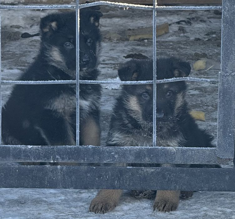 Щенки немецкой овчарки