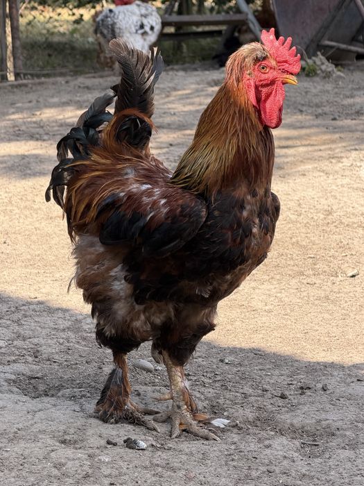 Cocoşi wyandotte,moțat/încǎlțat