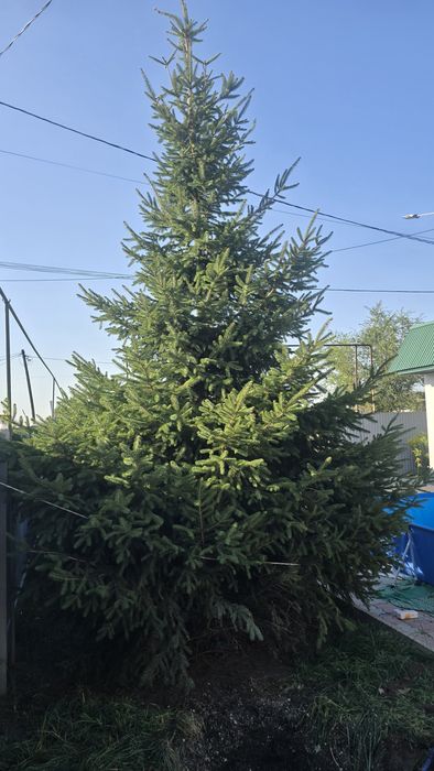 Продам   Высокую  Ель