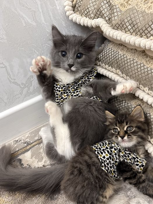 Котенок 4 мес даром
