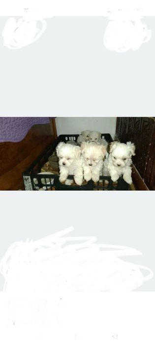 Donez Bichon Maltez, trei băieți și două fetițe,