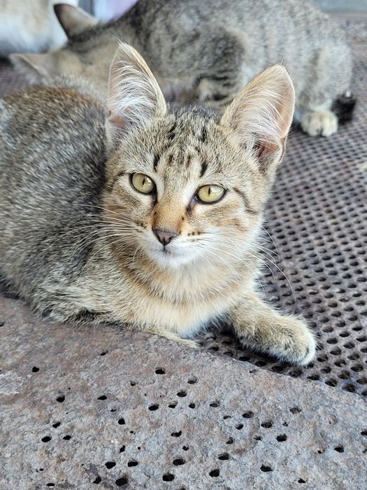 Отдам котят в хорошие руки