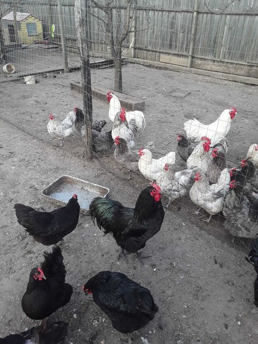 Cocosi australorp din primavara