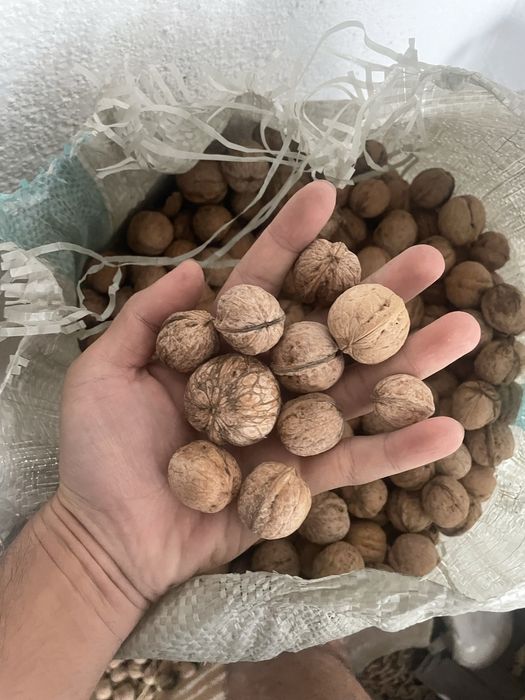 Орех, жаңғақ грецкий