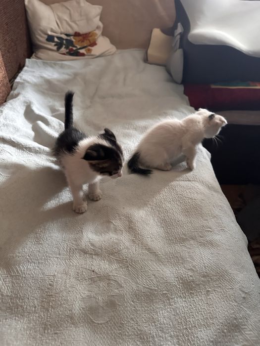 Котёнок 1,5 месяца деочка