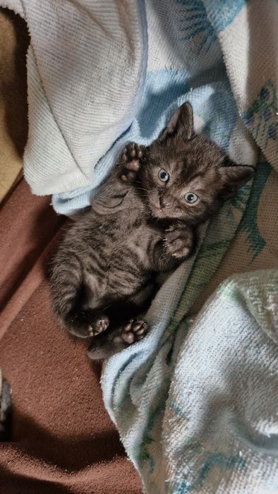 отдам котенка мальчика