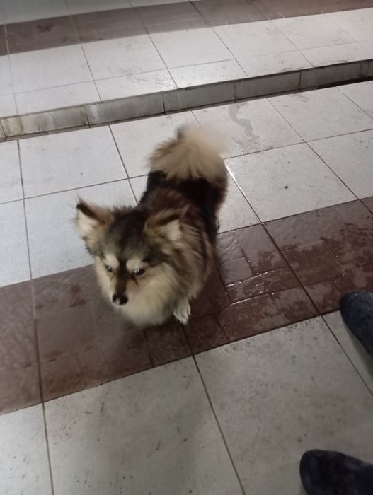 Найдена собака мальчик