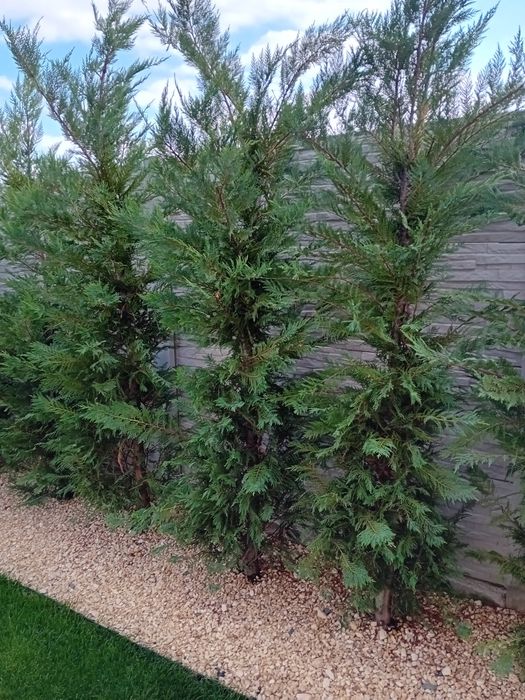 Chiparos leylandii la ghiveci sau la balot