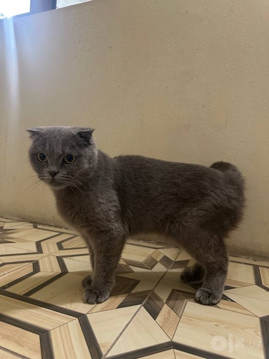 Продаётся кошка породы скоттиш