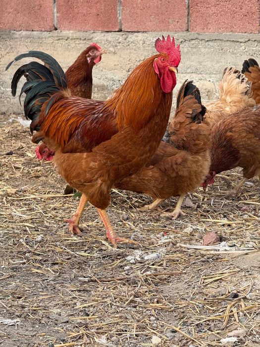 Цыплята, яйцо инкубационное породы Хан Хяп 3 (ТодЖон)