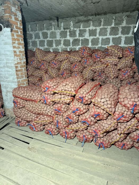 Cartofi Sământă rosu