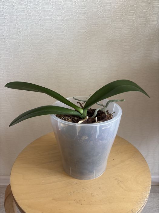 Продам комнатные цветы