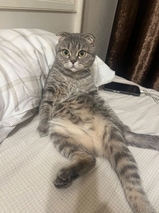 Отдам даром кошку