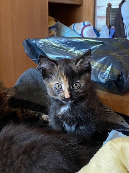 котята, отдам в хорошие руки