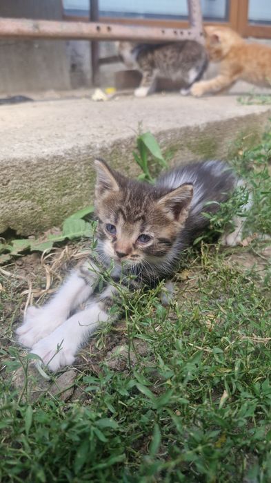 Pisicuți spre adopție