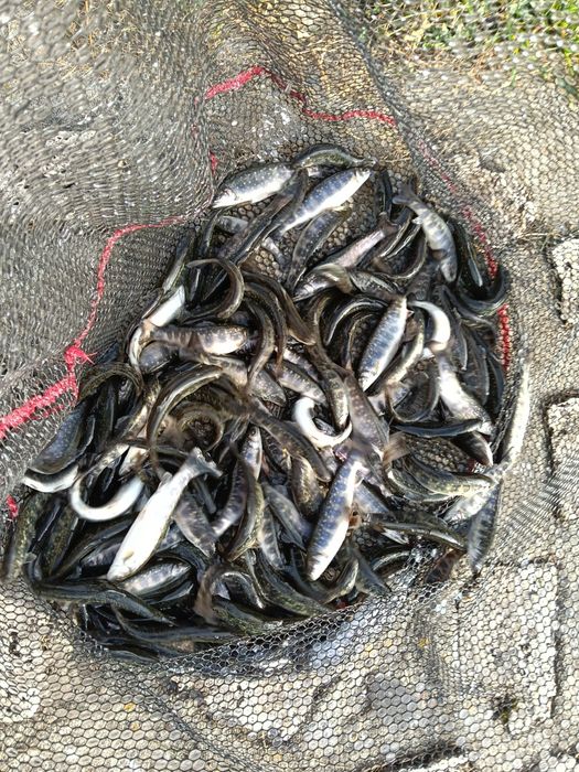 Vând puiet păstrăv fântânel