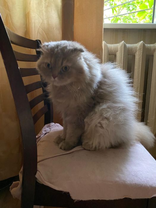 Отдам кота в добрые руки