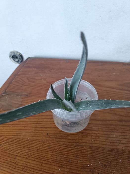 Продам ростки алоэ Вера