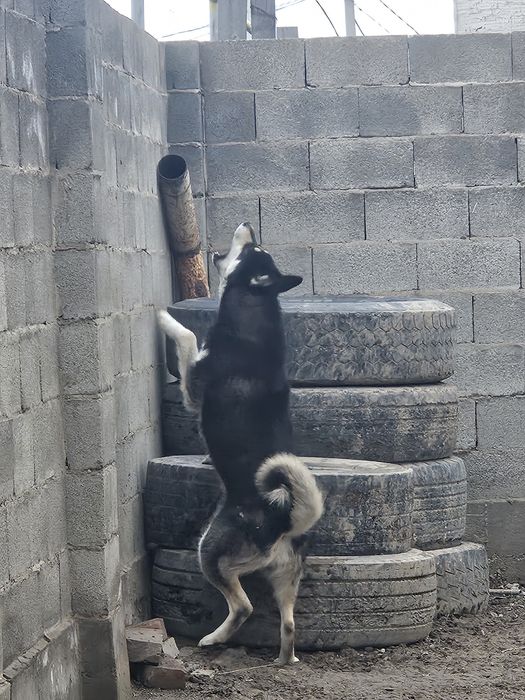 Продаётся лайка ...