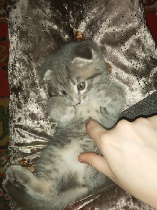 mushuk sotiladi aqilli