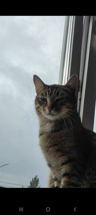 Отдам трёх котов