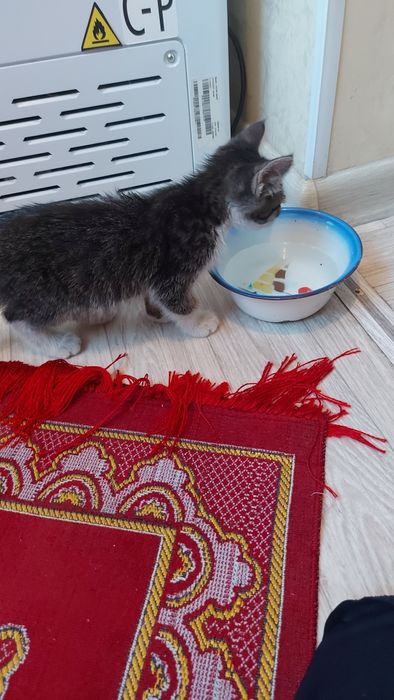 Котенок домашний бесплатно