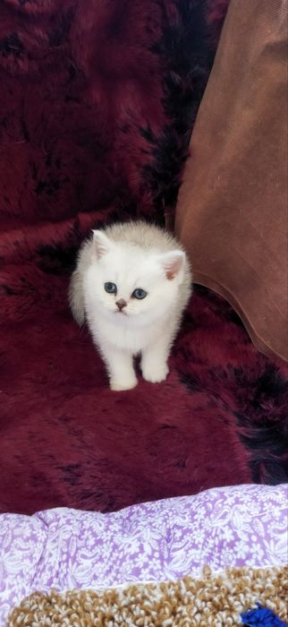 Шотландские котята