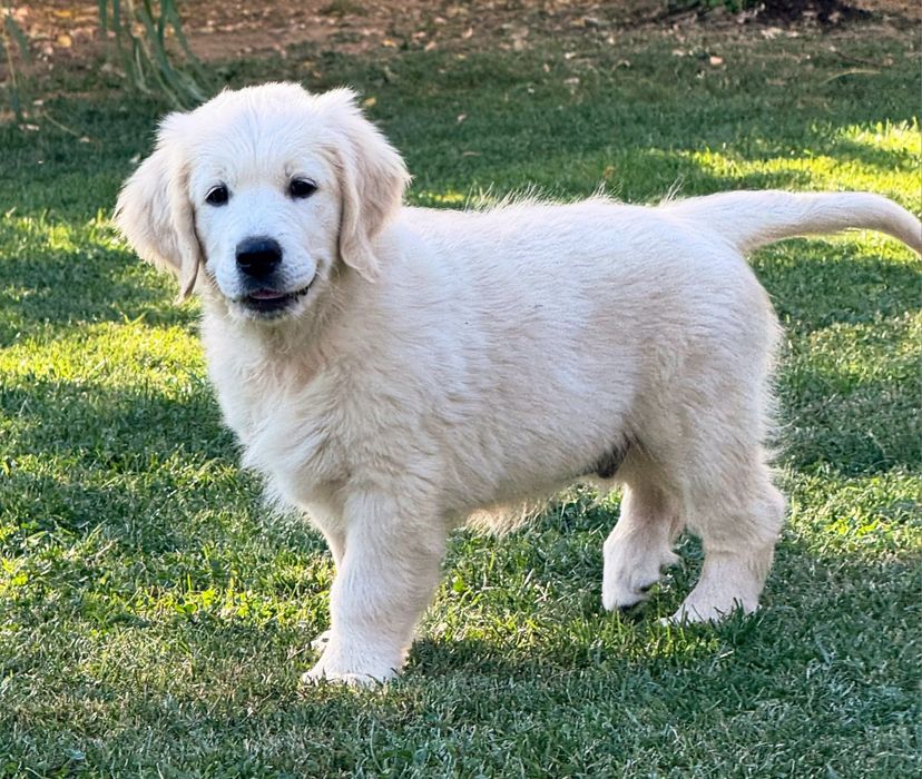 Pui Golden Retriever