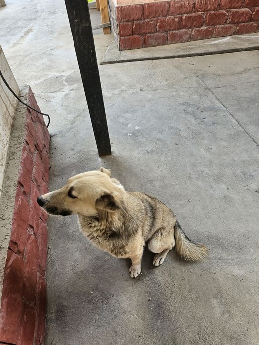 Отдам в хорошие руки