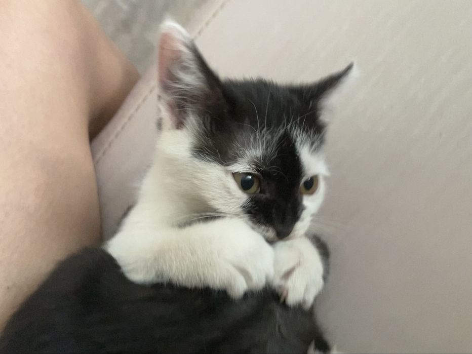 котенок котёнок кот бесплатно