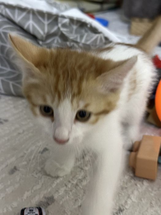 Кот , котенок……..