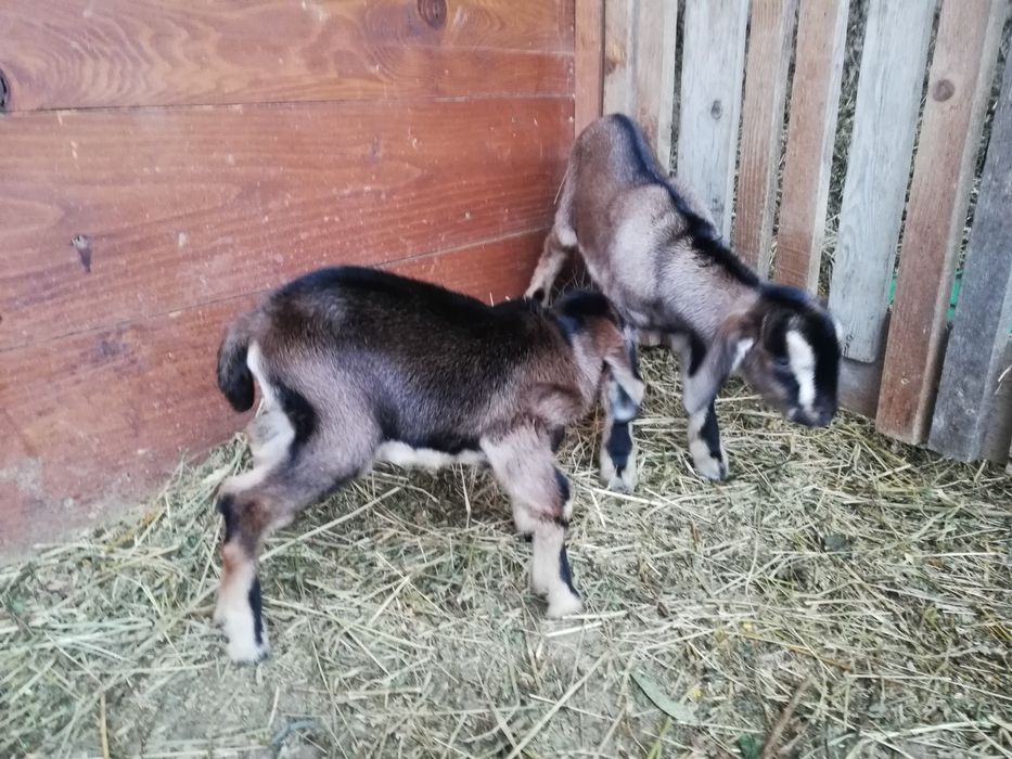 Iezi de vanzare metis anglo-nubian