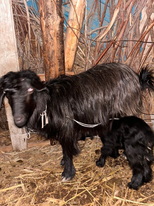 Токал ешки лагымен сатылады