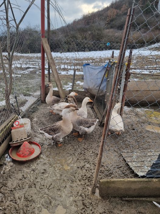 Cocoși șo gâște.