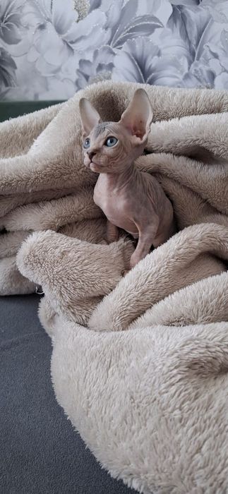 Донские Сфинксы.  Голубоглазые .