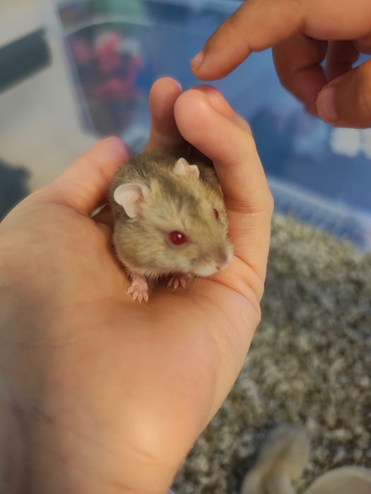 Hamsteri pitici