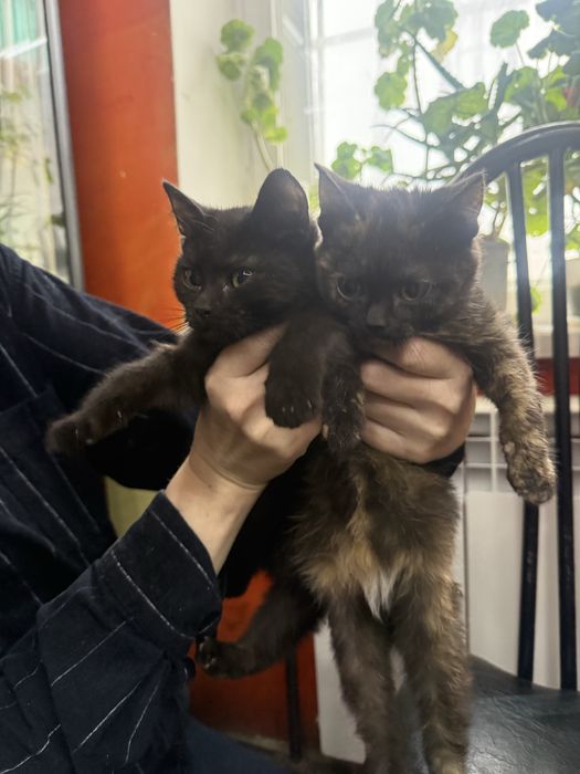 Кошечки-сестрички