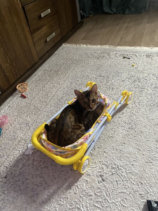 Бенгальская кошка