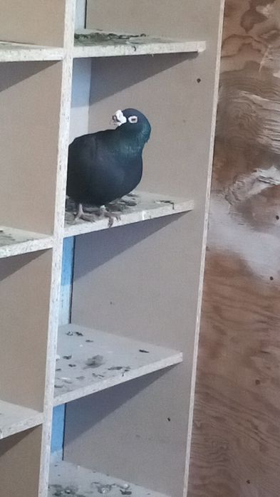 Vând porumbei duduros