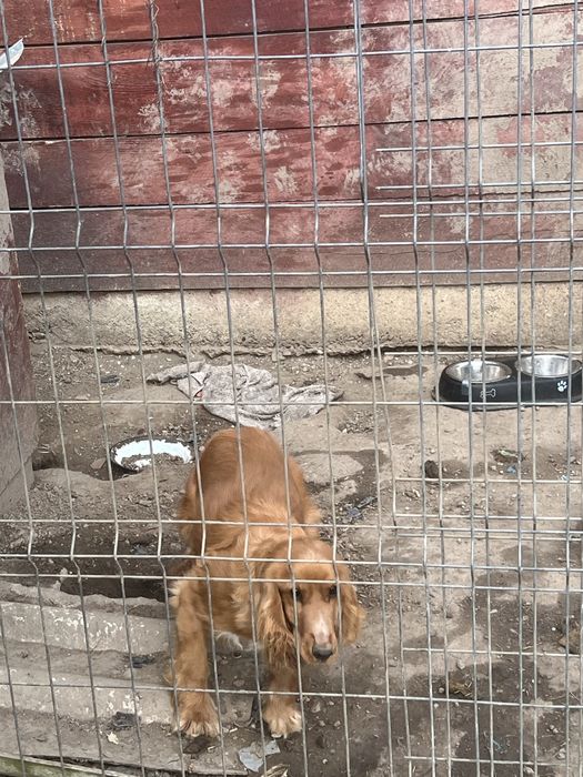 Cocker spaniel femela