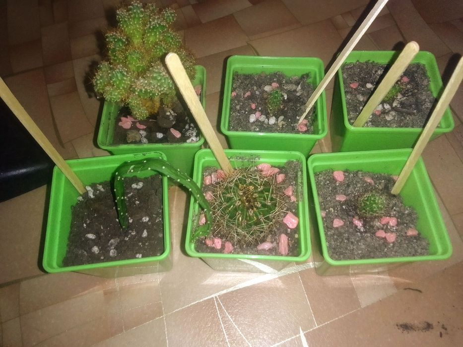 Разные кактусы!!!