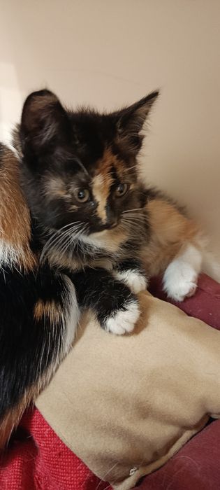 Котята трёхцветные