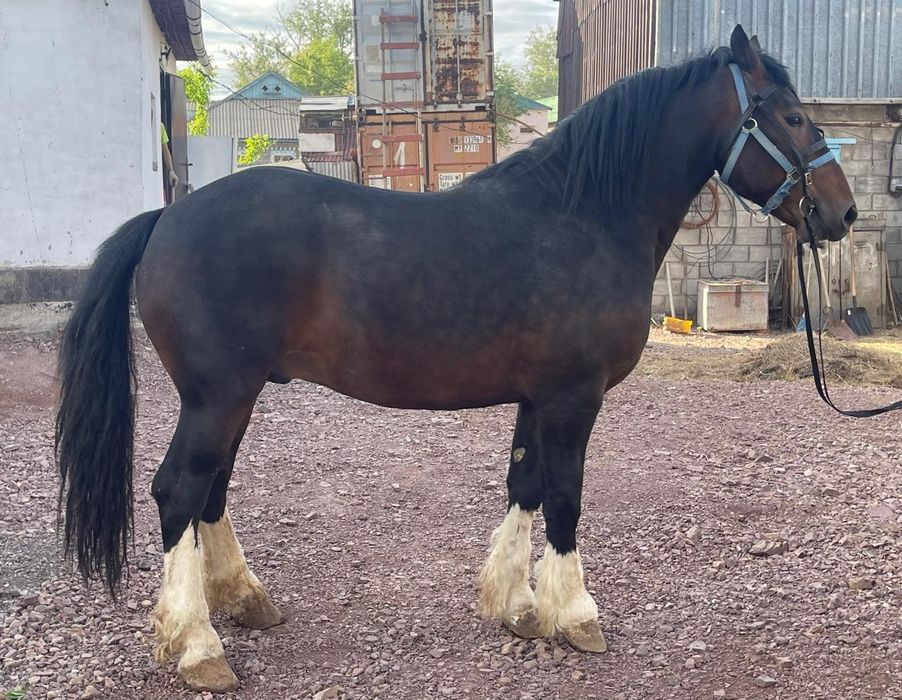 Продам жеребца  Першерон