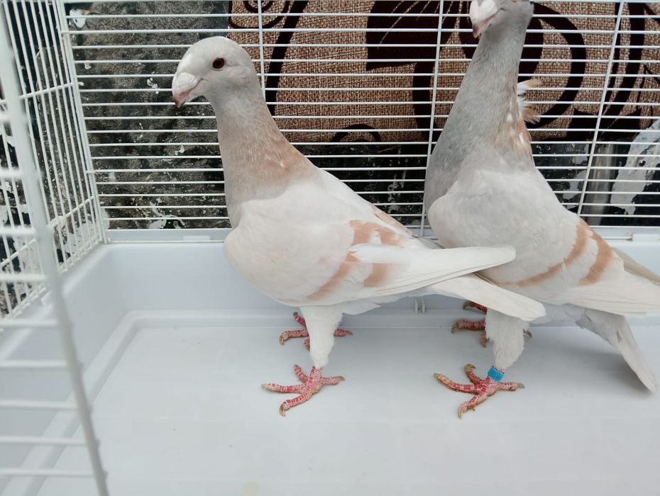 Продаются  немцы