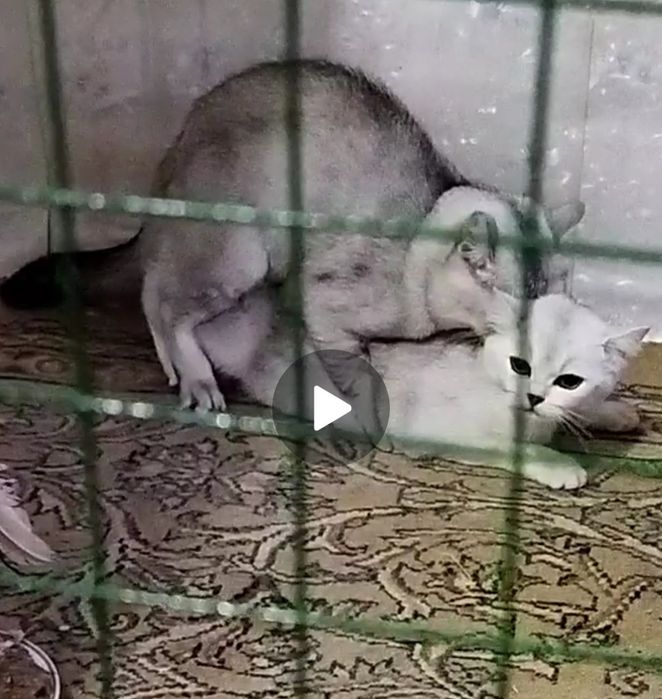 Серебриский шиншила ваяскага