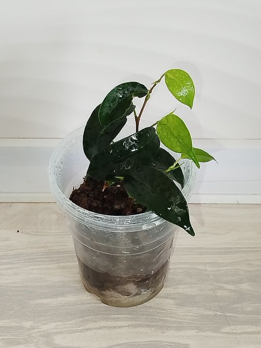 Fikus Benjamin detkasi