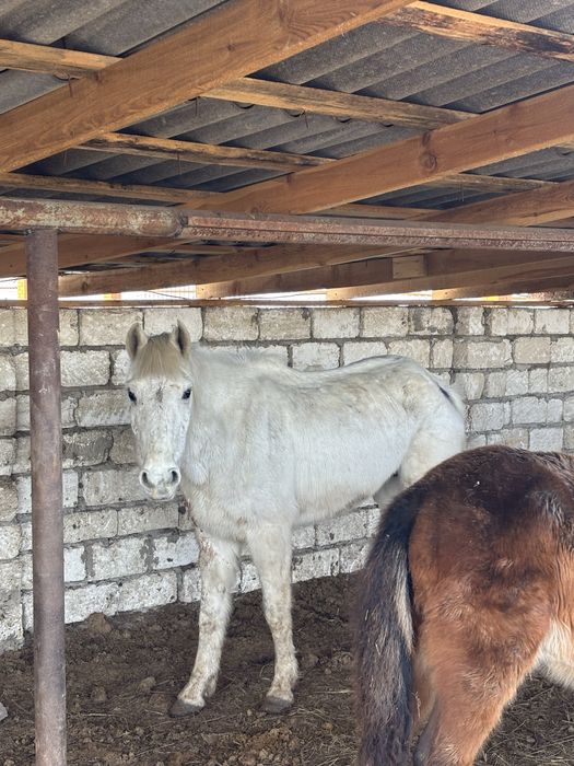 Продам молодых кобыл