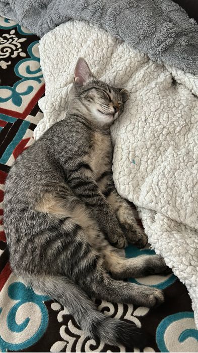 Продается домашний котенок