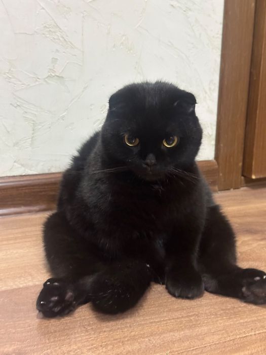 Вислоухая кошка 2 годика