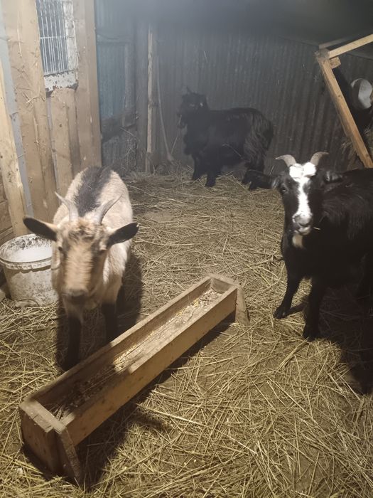 Vând 4 capre și un țap